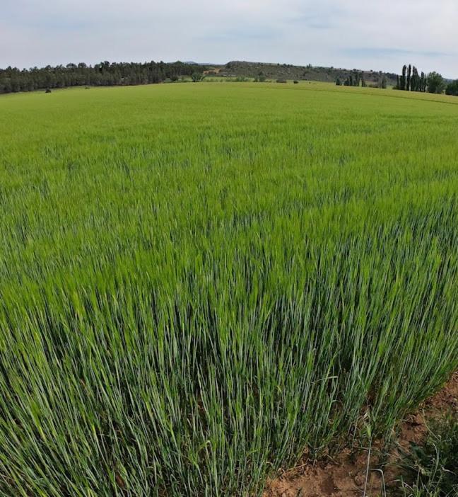 Casa Rural Guadiela II San Pedro Palmiches Dış mekan fotoğraf